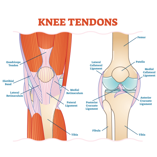 knee-tendons